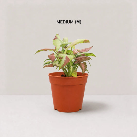 Syngonium Strawberry Milk (Fully Variegated)