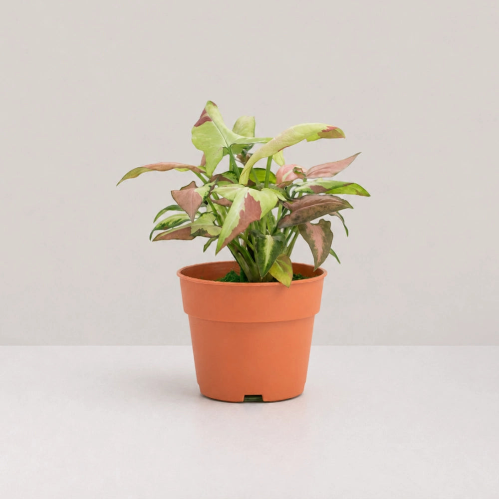 Syngonium Strawberry Milk (Fully Variegated)