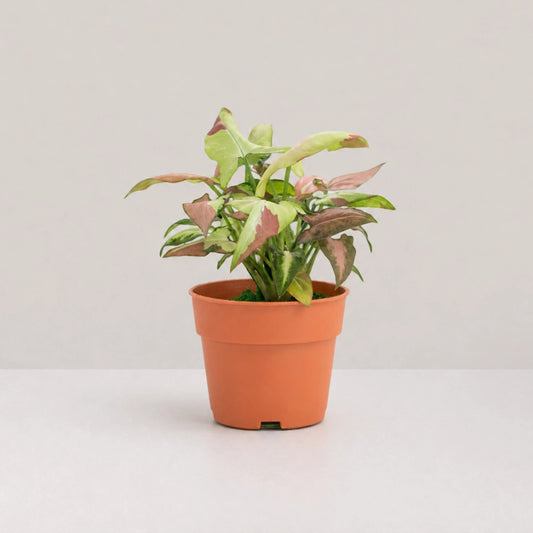 Syngonium Strawberry Milk (Fully Variegated)