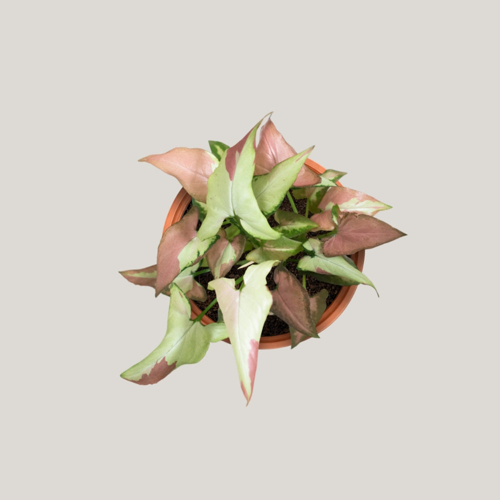 Syngonium Strawberry Milk (Fully Variegated)