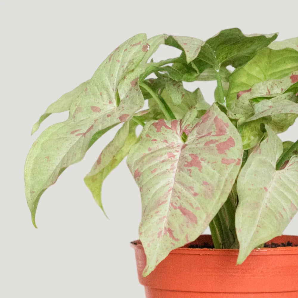 Syngonium Milk Confetti
