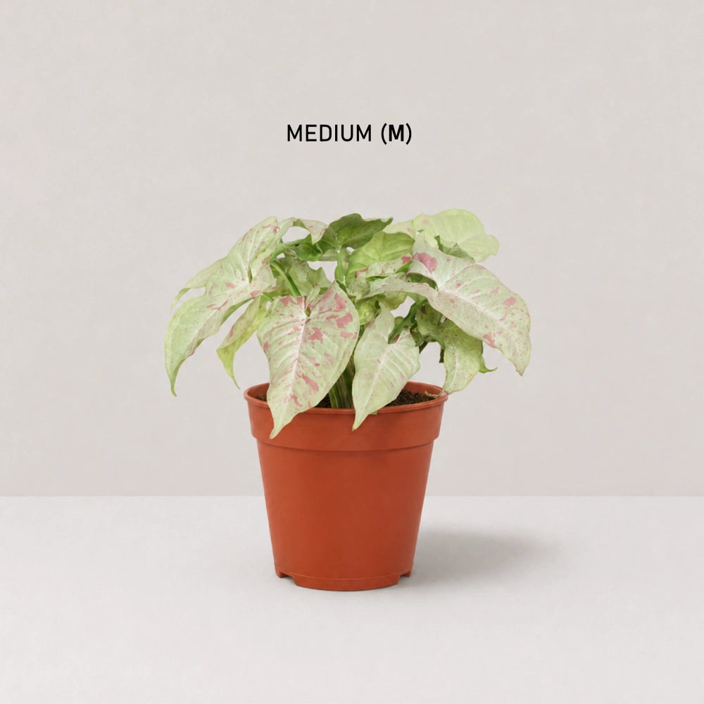 Syngonium Milk Confetti
