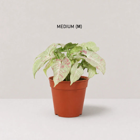 Syngonium Milk Confetti