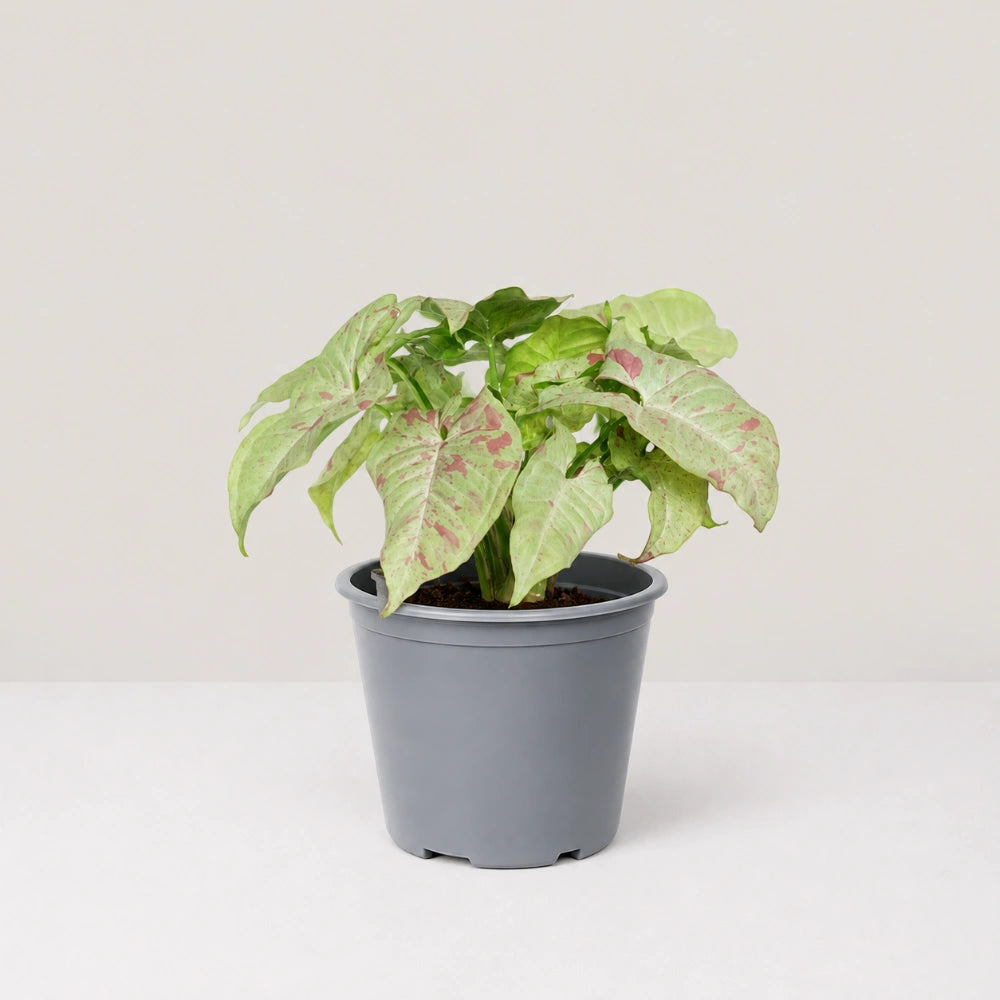 Syngonium Milk Confetti