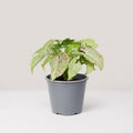 Syngonium Milk Confetti