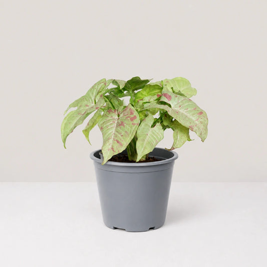 Syngonium Milk Confetti