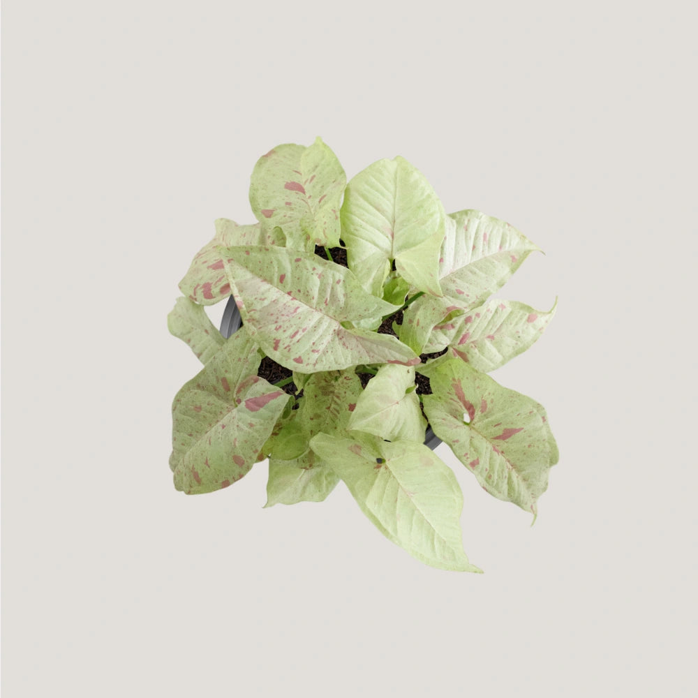 Syngonium Milk Confetti