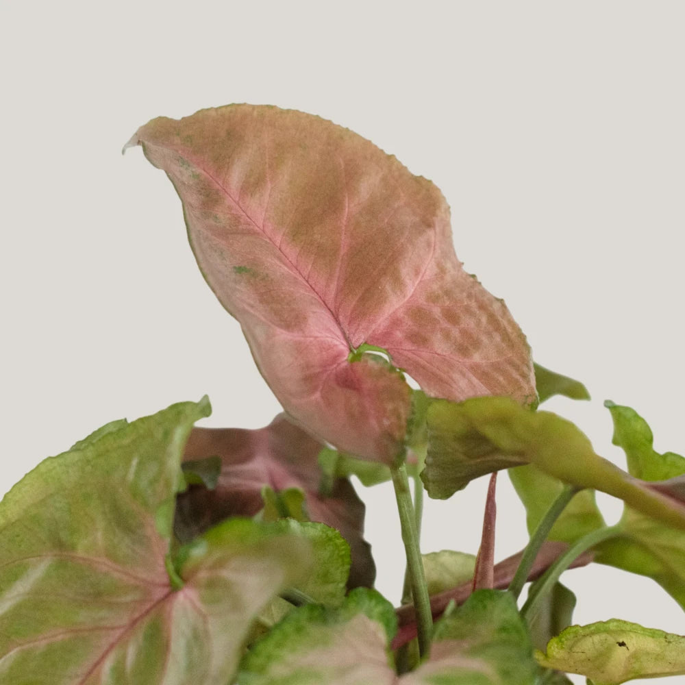 Syngonium Red Plum Allusion