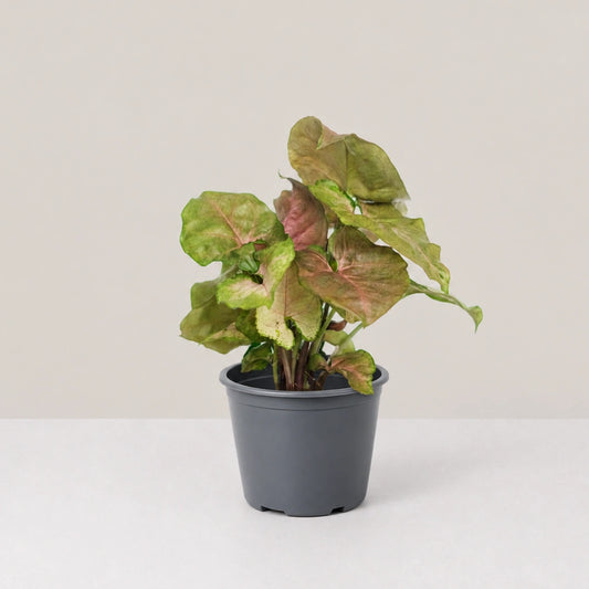 Syngonium Red Plum Allusion