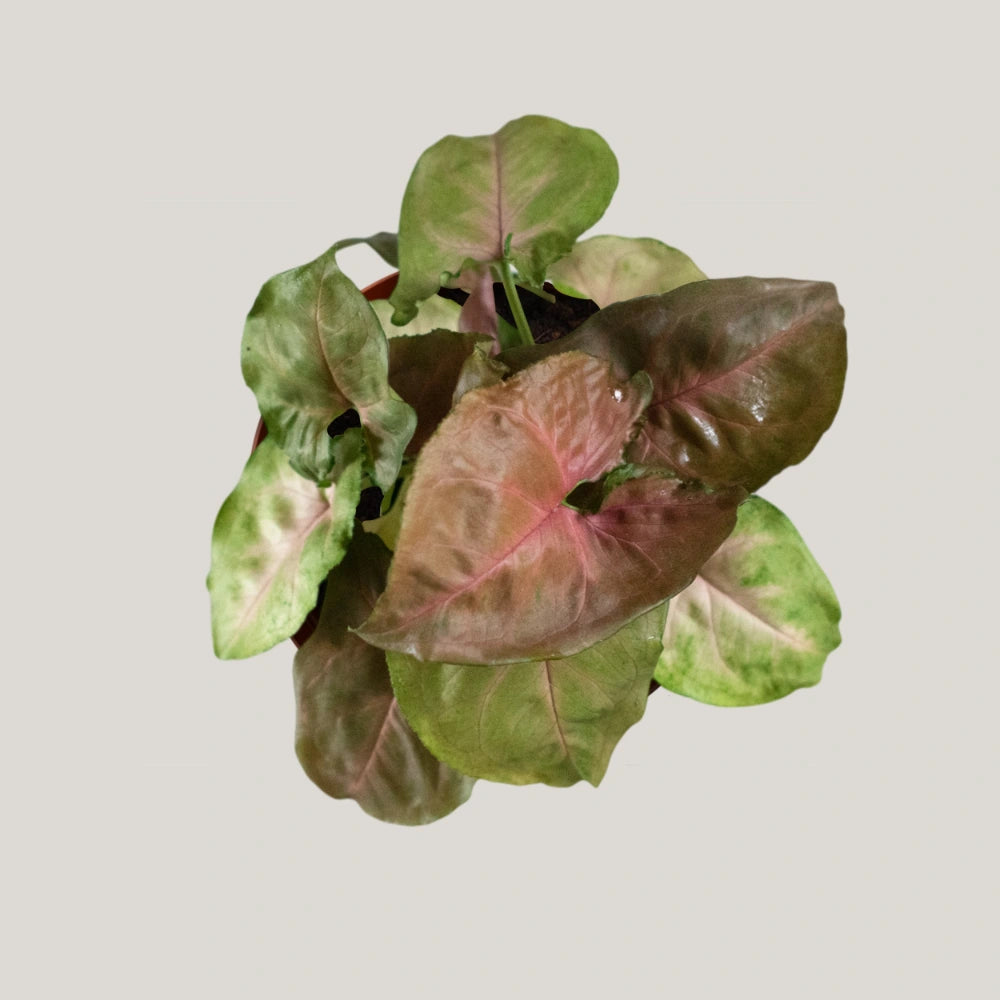 Syngonium Red Plum Allusion