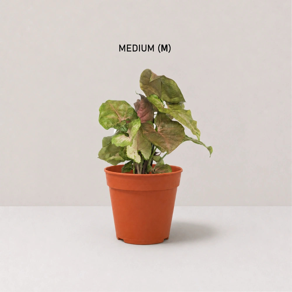 Syngonium Red Plum Allusion