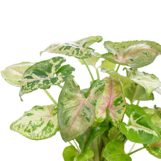 Syngonium Dwarf Princess
