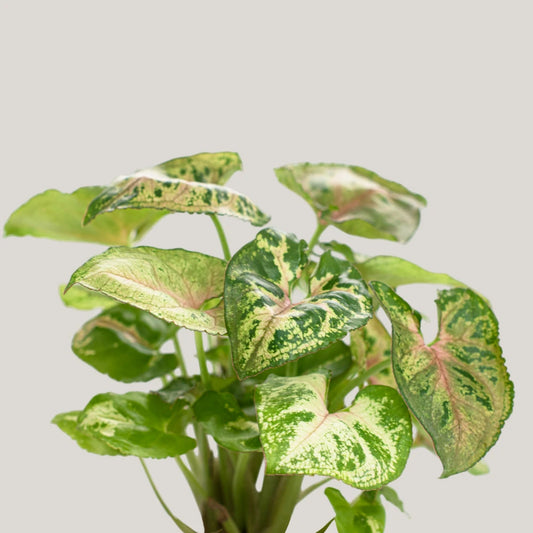 Syngonium Dwarf Princess