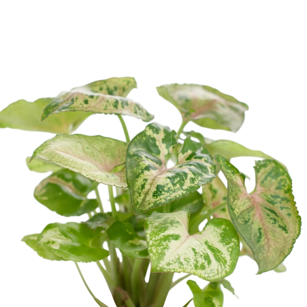 Syngonium Dwarf Princess