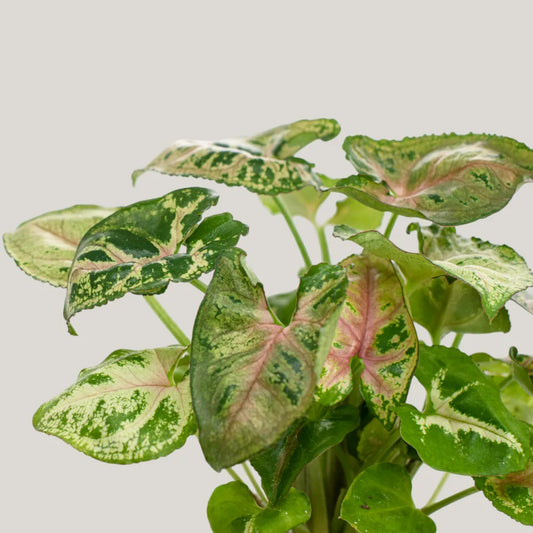 Syngonium Dwarf Princess