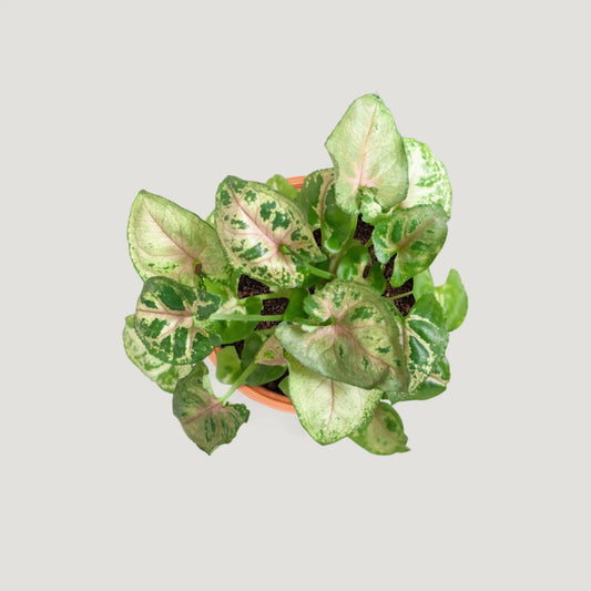 Syngonium Dwarf Princess