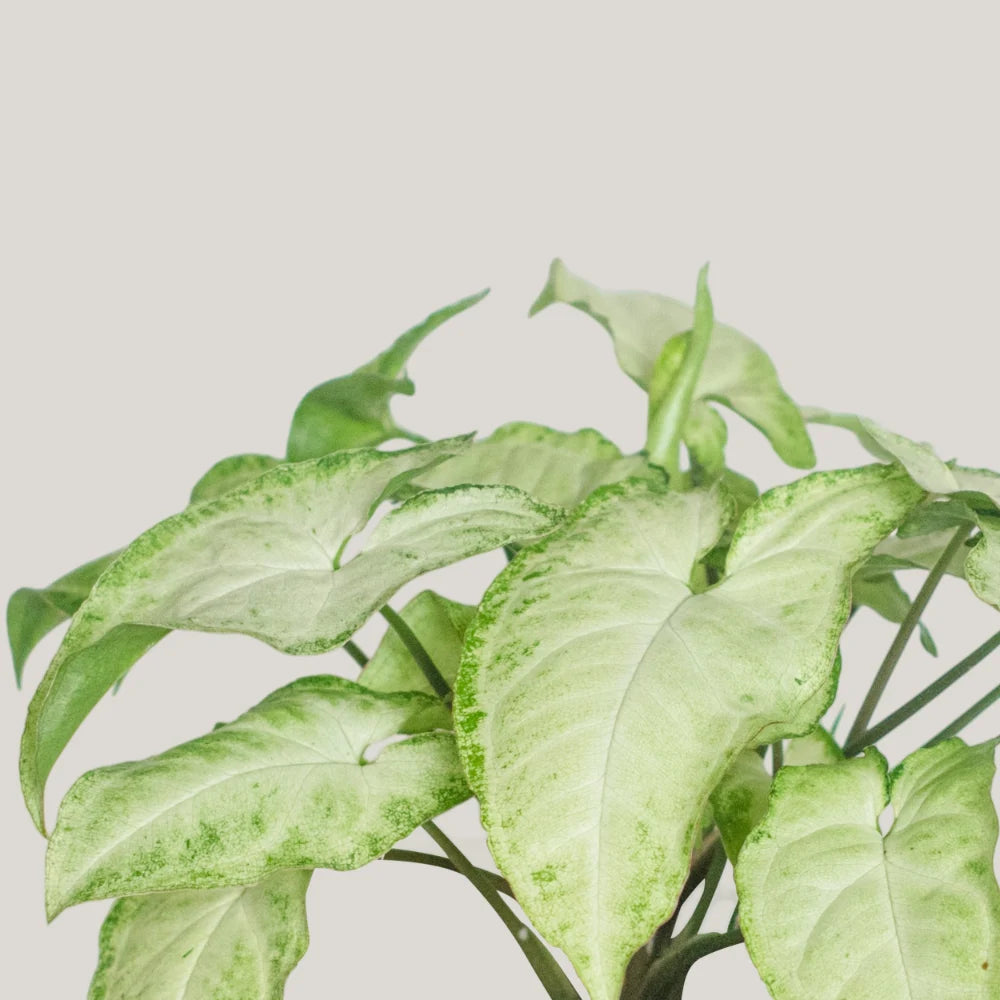 Syngonium Panda Galaxy (Non-Verigated)