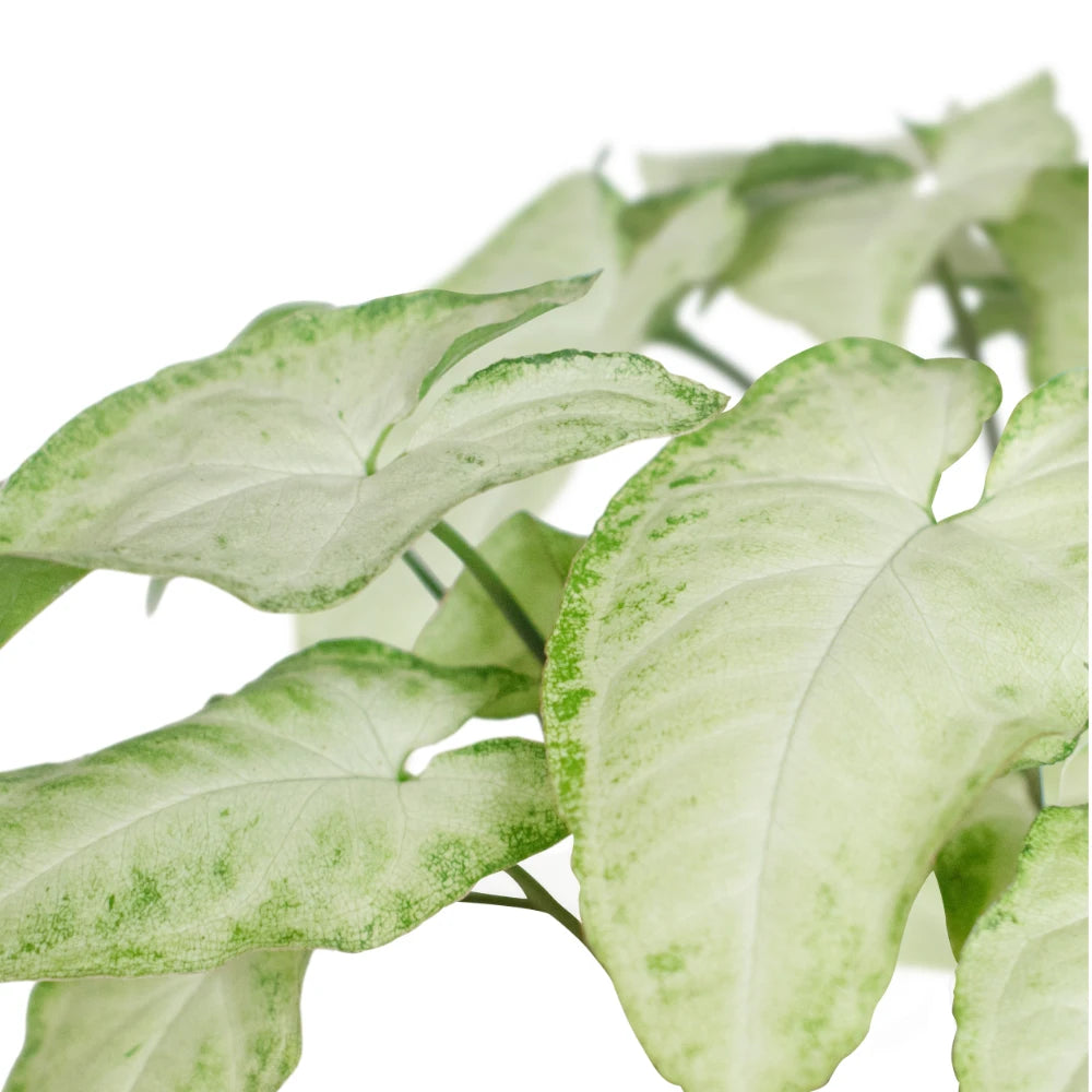 Syngonium Panda Galaxy (Partially Variegated)