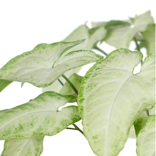 Syngonium Panda Galaxy (Partially Variegated)
