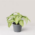 Syngonium Panda Galaxy (Partially Variegated)