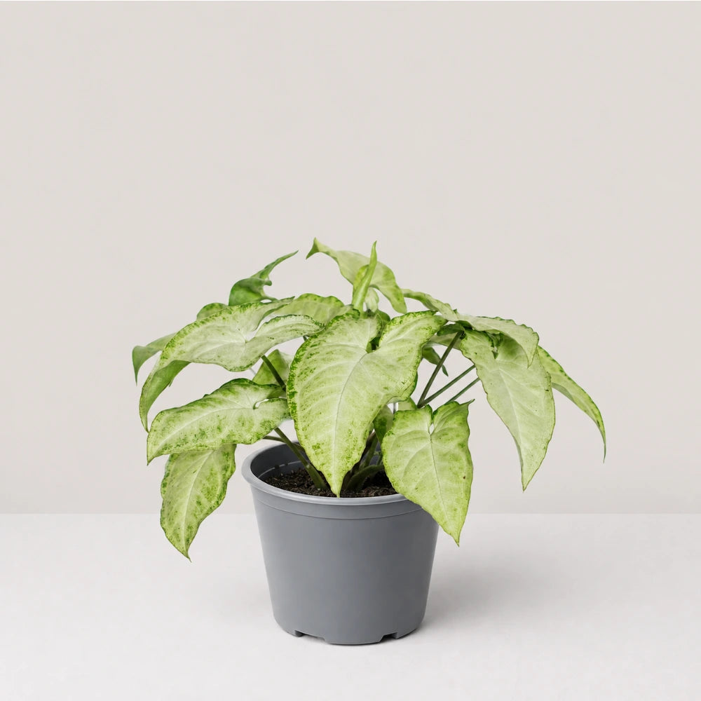 Syngonium Panda Galaxy (Partially Variegated)