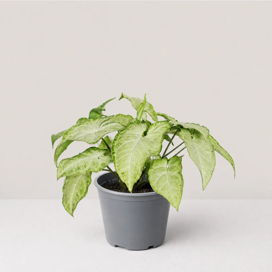 Syngonium Panda Galaxy (Partially Variegated)