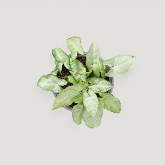Syngonium Panda Galaxy (Partially Variegated)