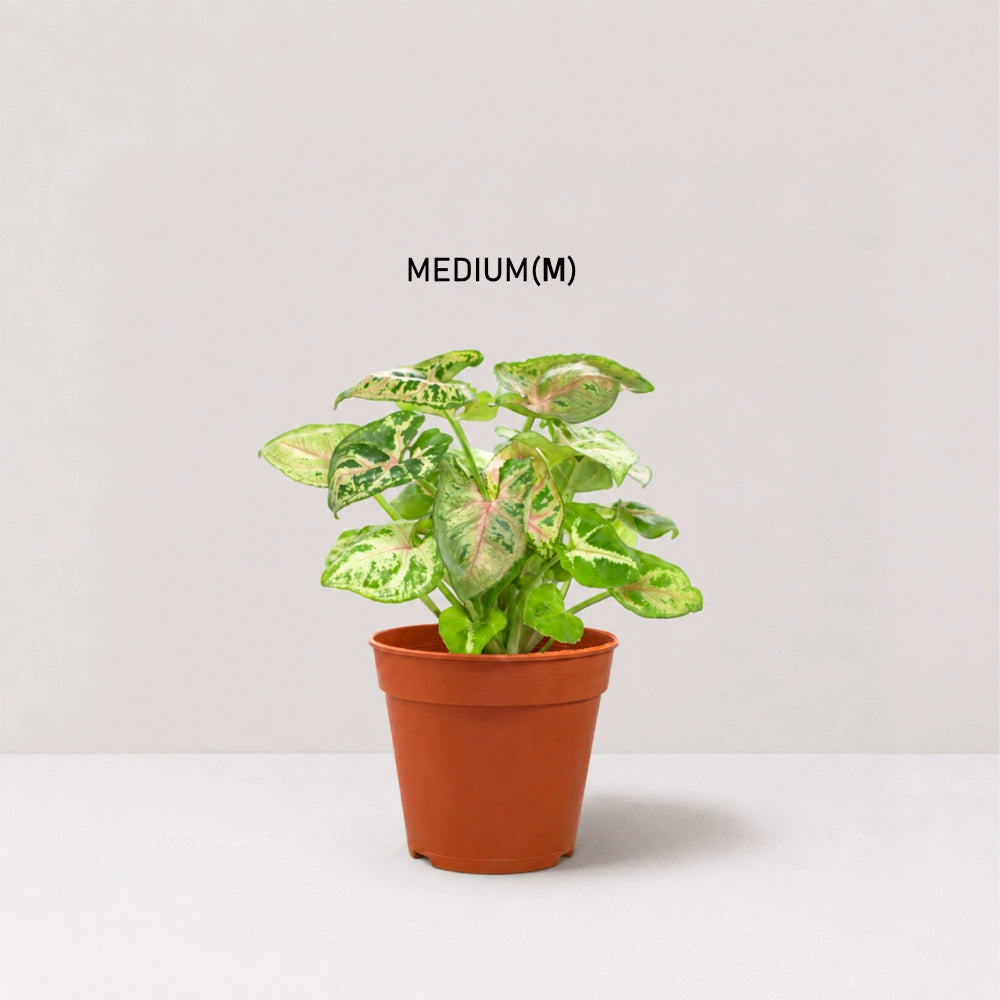 Syngonium Dwarf Princess