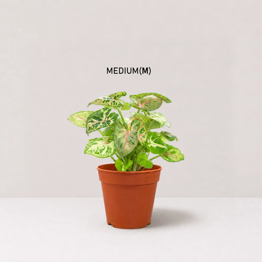 Syngonium Dwarf Princess