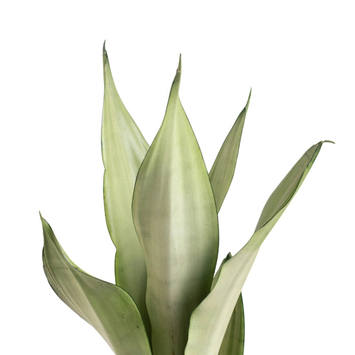 Sansevieria Silver Queen