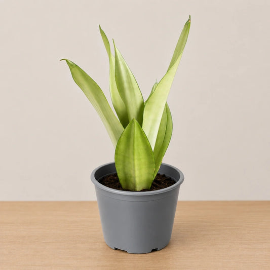 Sansevieria Silver Queen