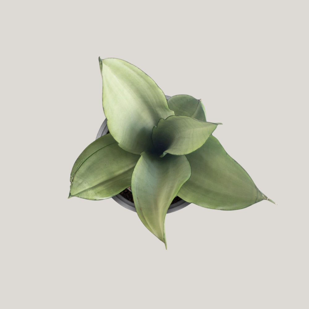 Sansevieria Silver Queen