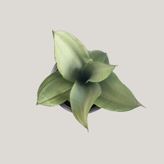 Sansevieria Silver Queen