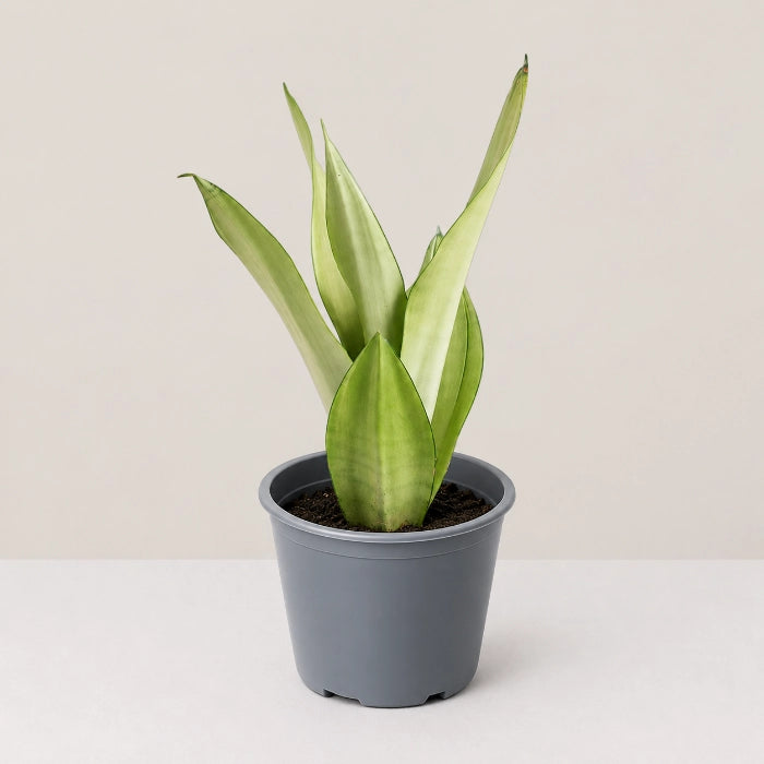 Sansevieria Silver Queen