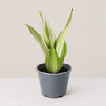 Sansevieria Silver Queen