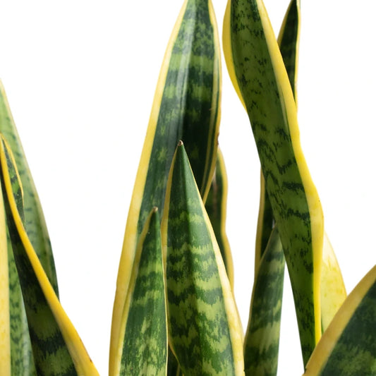 Sansevieria Laurentii