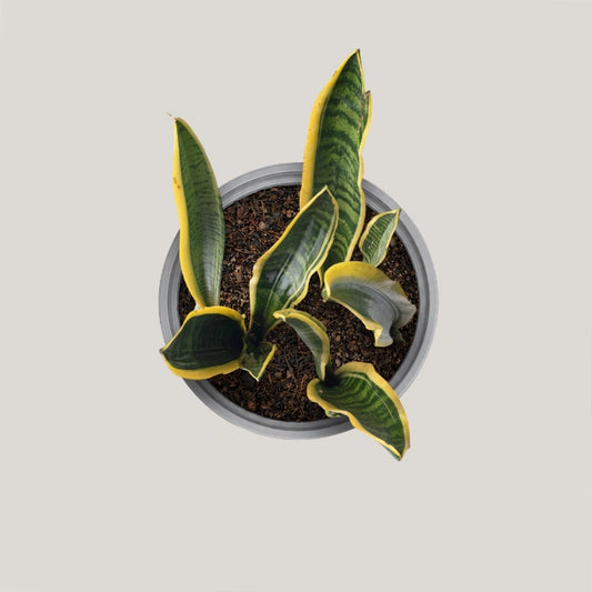 Sansevieria Laurentii