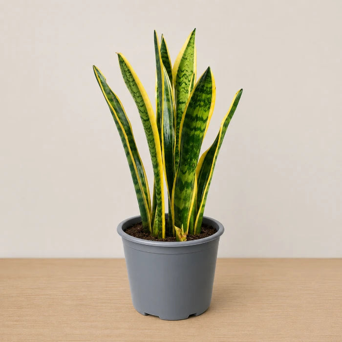 Sansevieria Laurentii