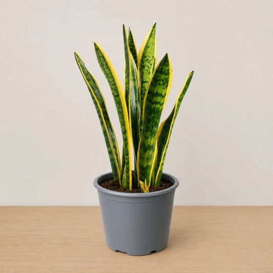 Sansevieria Laurentii