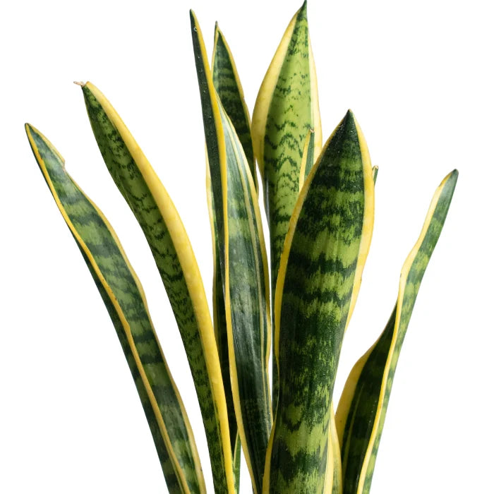 Sansevieria Laurentii