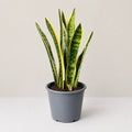Sansevieria Laurentii