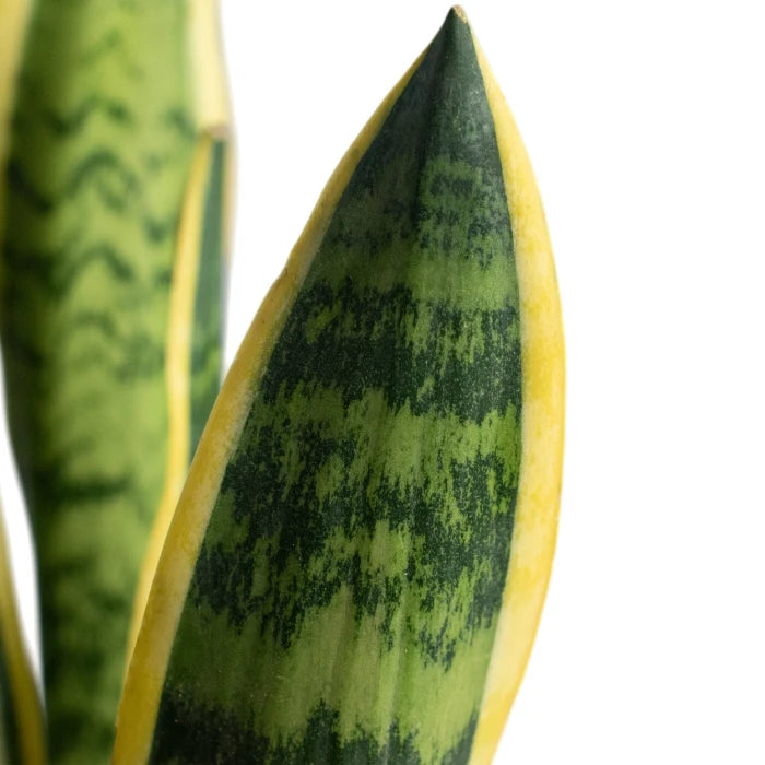 Sansevieria Laurentii
