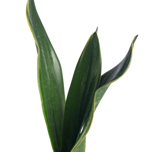 Sansevieria Black Diamond