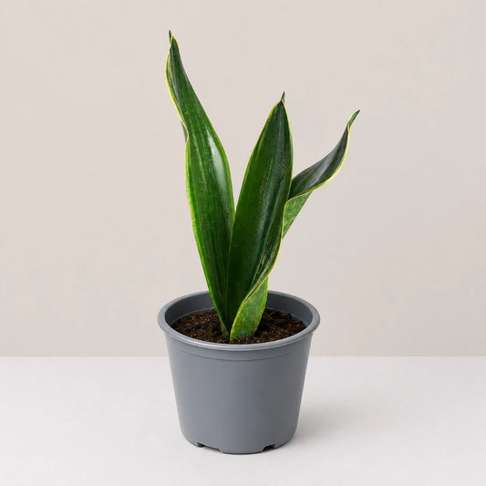 Sansevieria Black Diamond