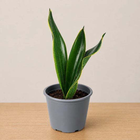 Sansevieria Black Diamond