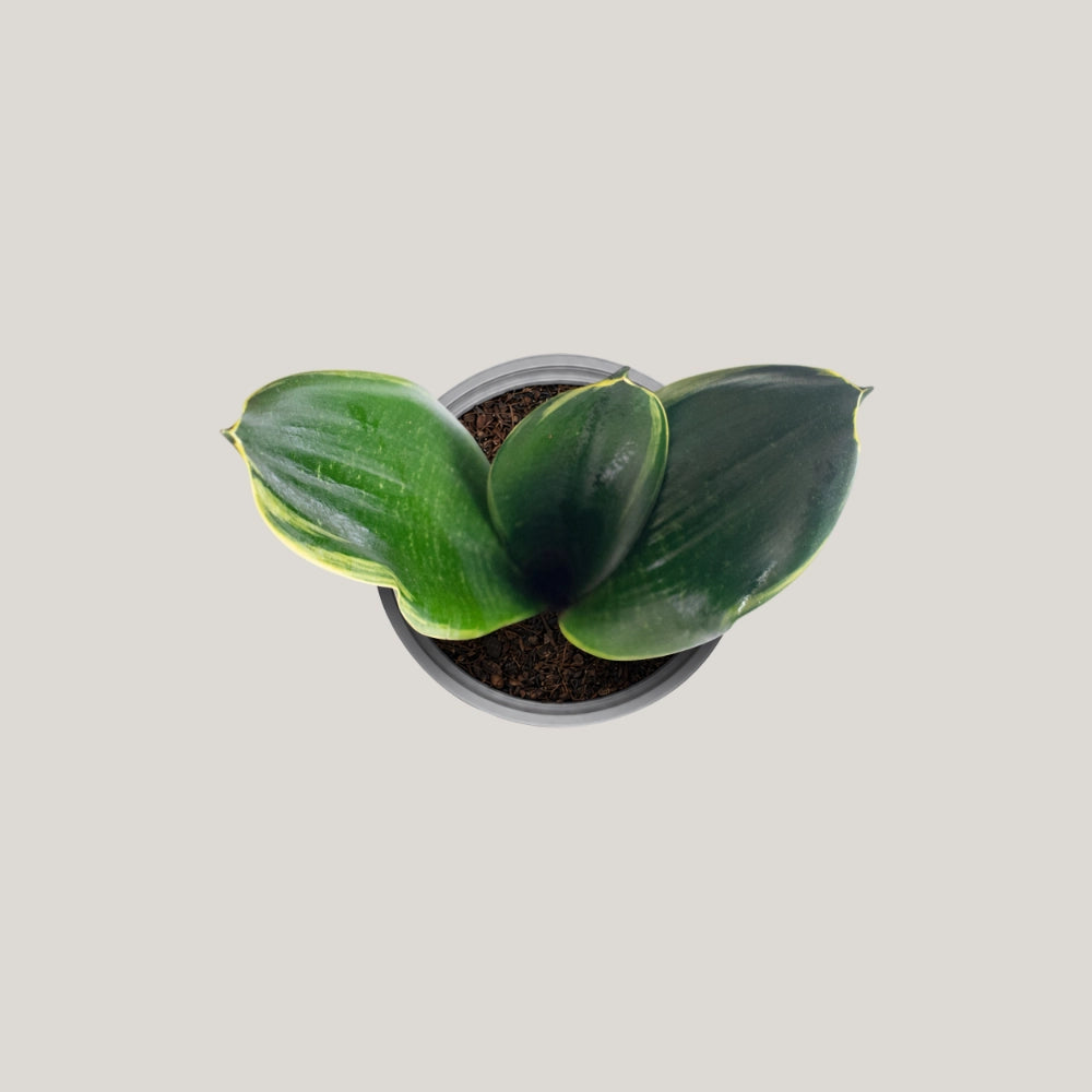 Sansevieria Black Diamond