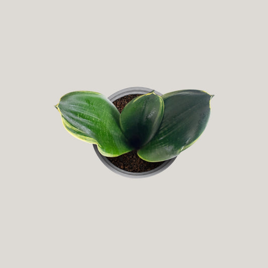 Sansevieria Black Diamond