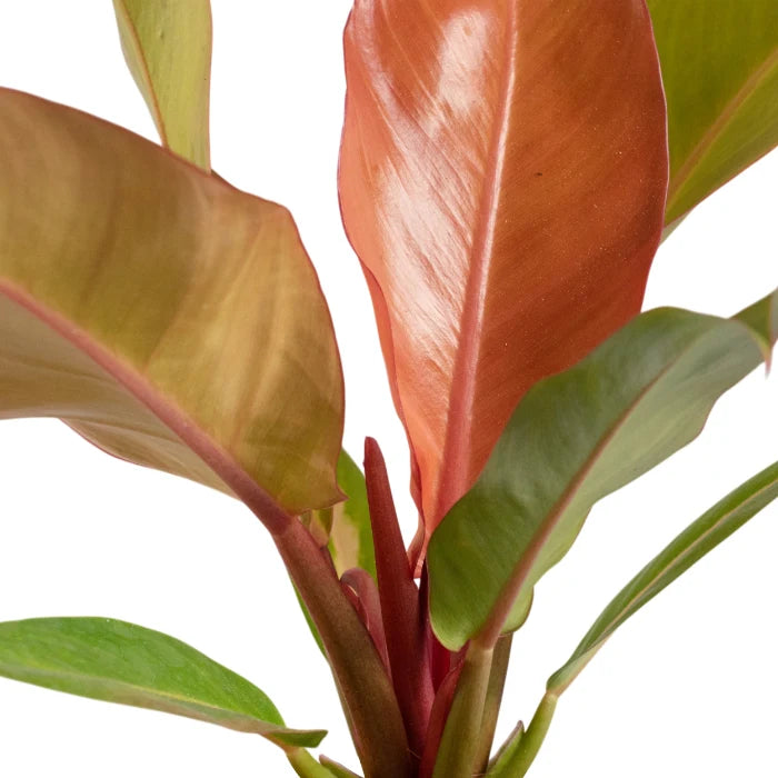 Philodendron Sunrise Red