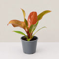 Philodendron Sunrise Red