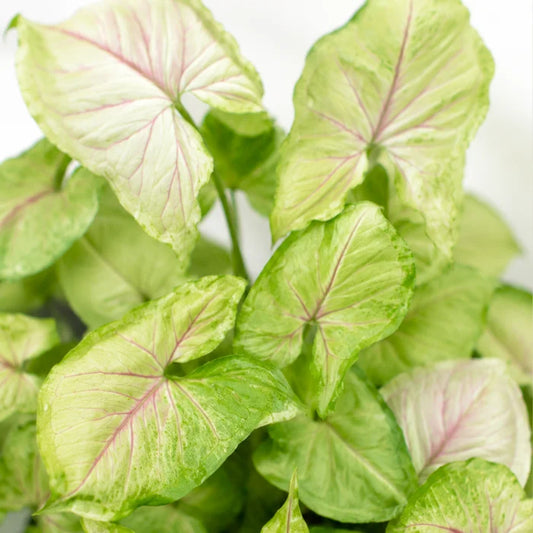 Syngonium Golden Allusion